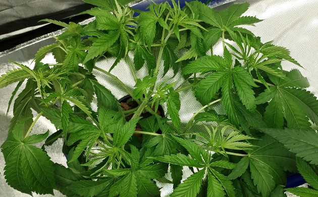 DNA Genetics Kosher Sorbet in hydroponics 