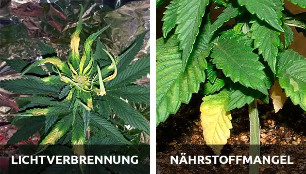 Marihuana-Blatt Probleme