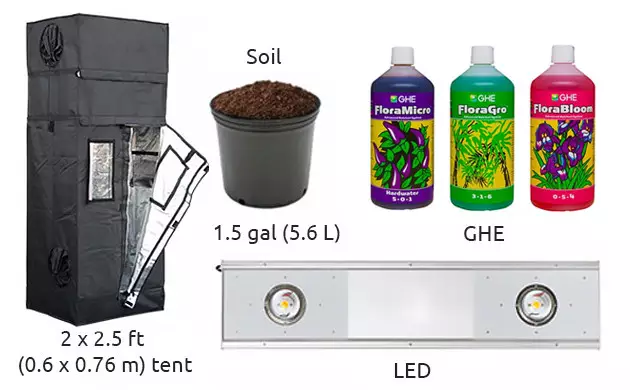 Do Si Dos original sensible seeds