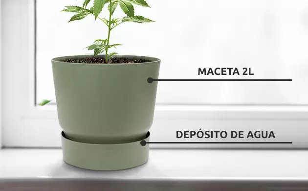 maceta ideal para cultivos de cannabis en la ventana