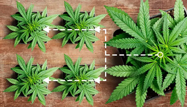 best cannabis for sog