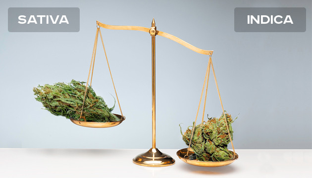 diferencia entre sativa y indica