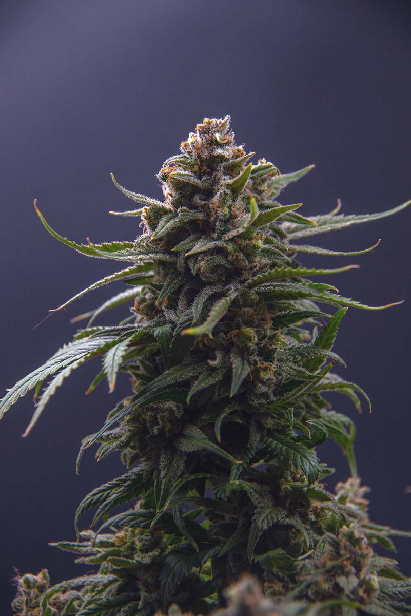 Buy Laughing Buddha seeds by Barney's Farm - Herbies
