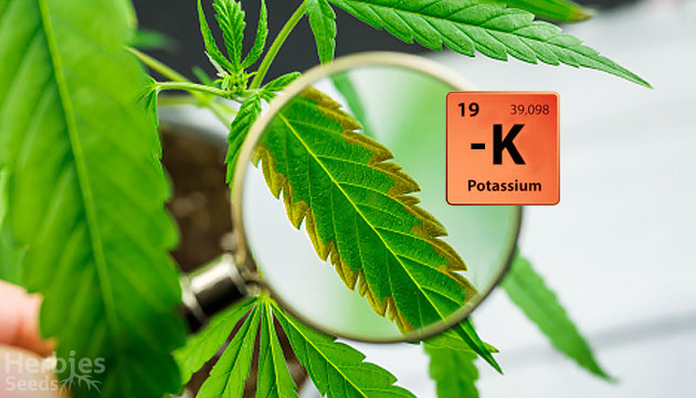 typical symptoms of potassium deficiency in plants