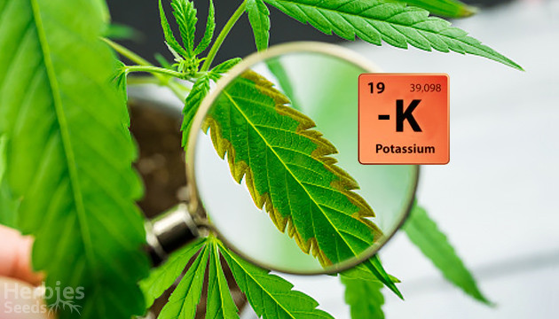 symptômes typiques de carence en potassium chez les plantes