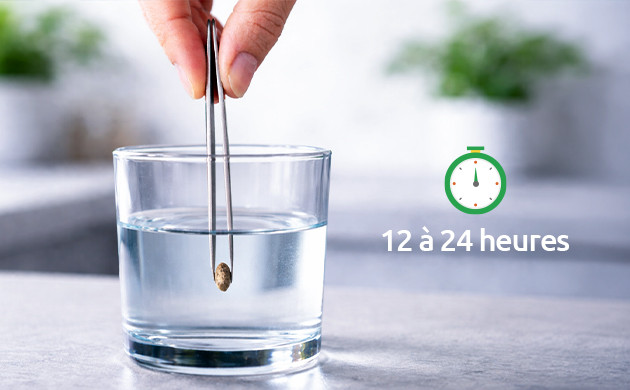 faites tremper les graines