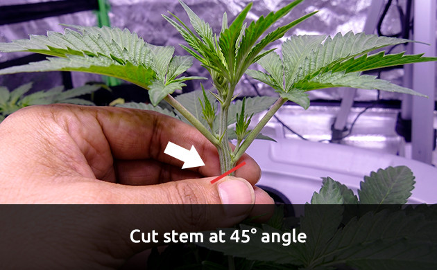 how to cut clones from a mother plant