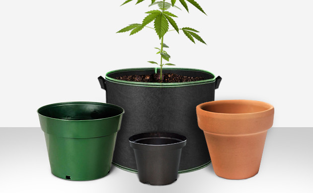 how to grow marijuana indoors