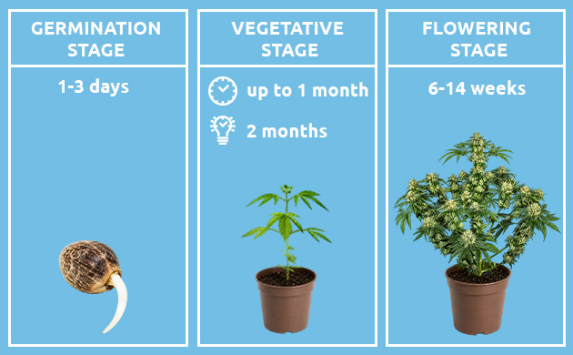how long does it take to grow a marijuana plant