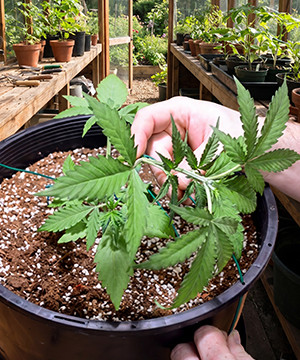 bending weed plants