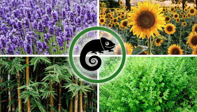 companion plants for marijuana