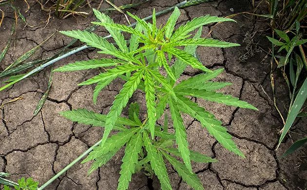 ruderalis plant