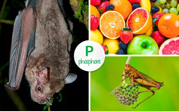 à quoi sert le guano de chauve-souris