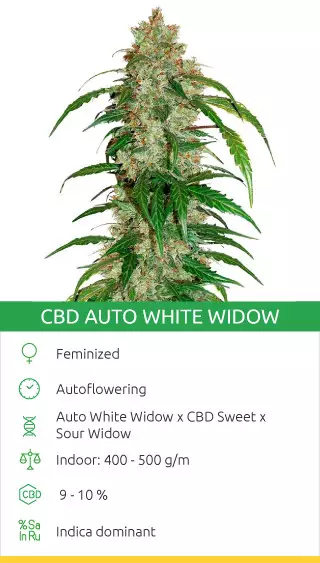 high cbd strains seeds