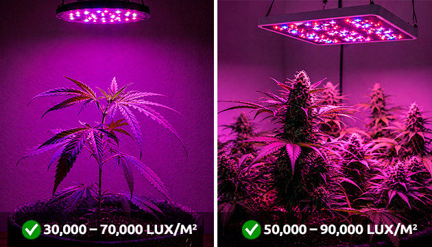 avoiding cannabis light stress