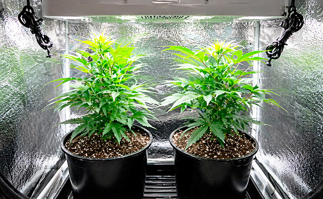Baldes de cânhamo how big should a pot be for a plant