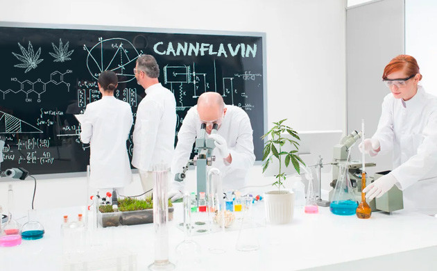 cannflavin in medicine