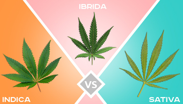 indica vs sativa vs ibrida