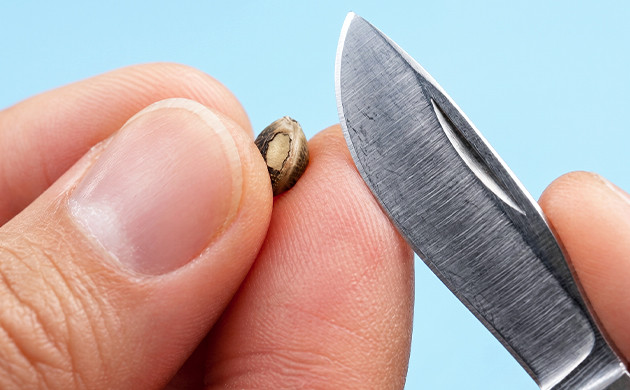 removing ridge from old weed seeds