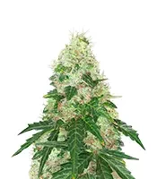 Super Sangria Skunk Autoflower (Seedkeepers)