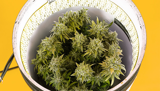 space bucket grow