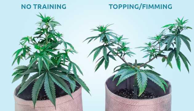 Topping Vs. FIMming - Herbies Seeds UK