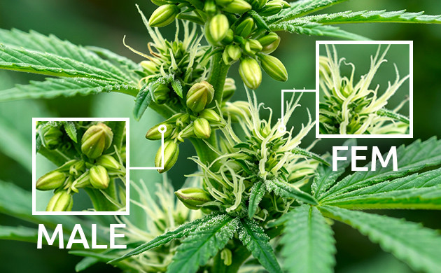 what is a hermaphrodite cannabis