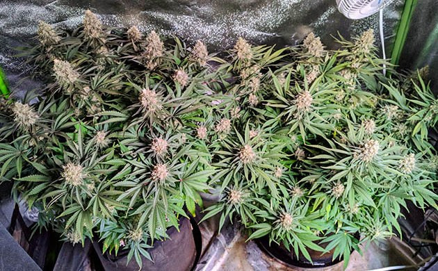Grow Diary Grow diary hero