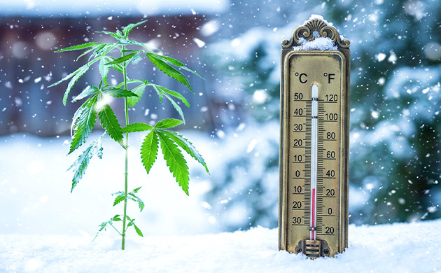 what happens to a plant if the temperature is too low
