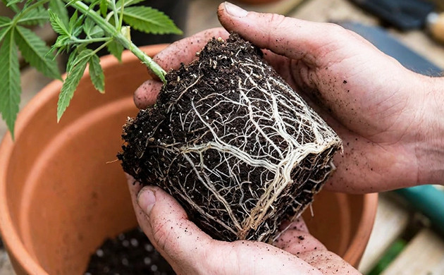 coco coir for cannabis