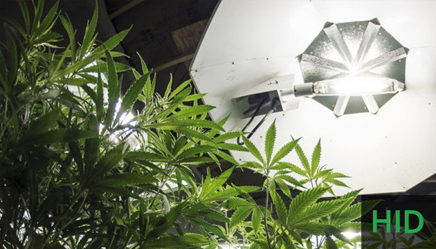 marijuana grow lights