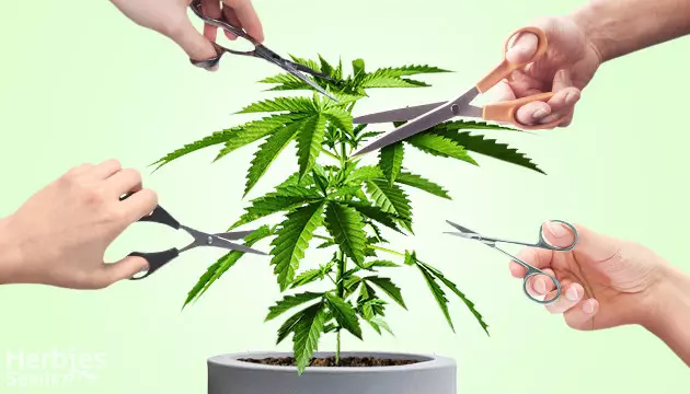 poda de la marihuana