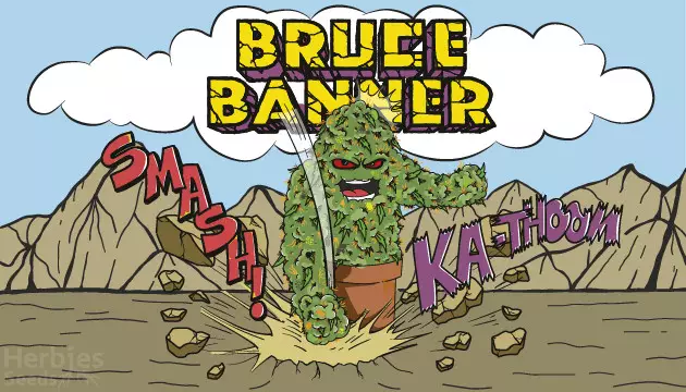 A Guide to the Bruce Banner Strain Family