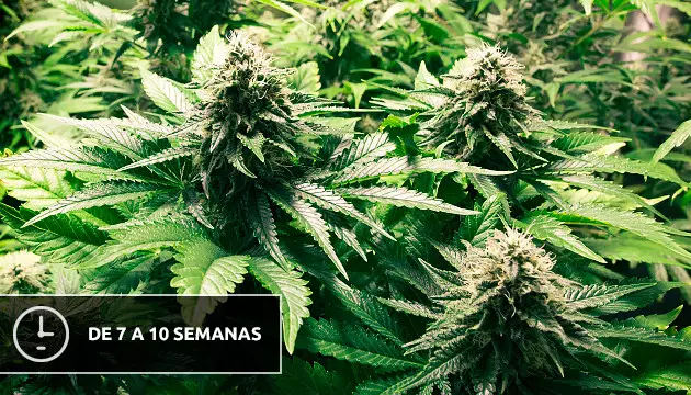 crescimento ultra-rápido