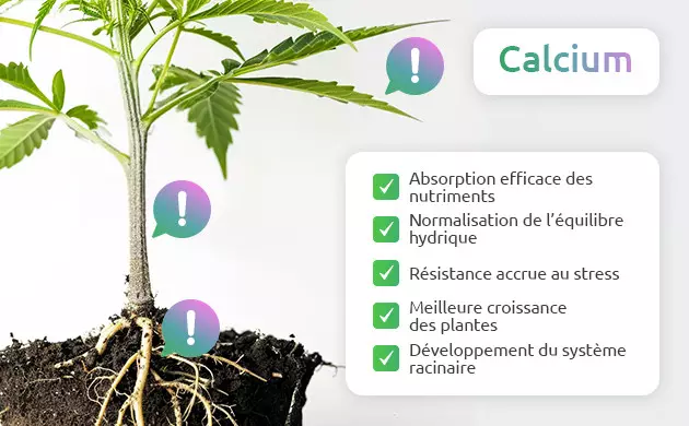 le role du calcium dans les plantes de cannabis