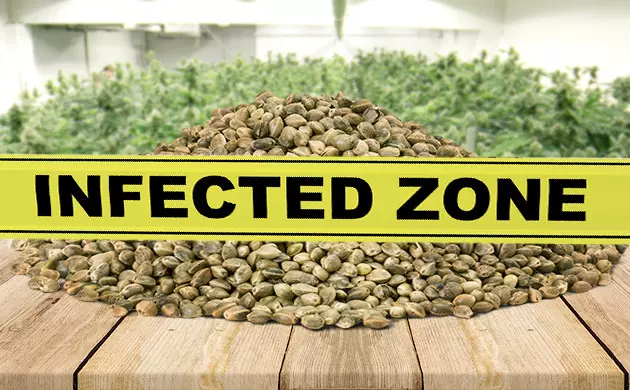 eliminar fusarium cannabis