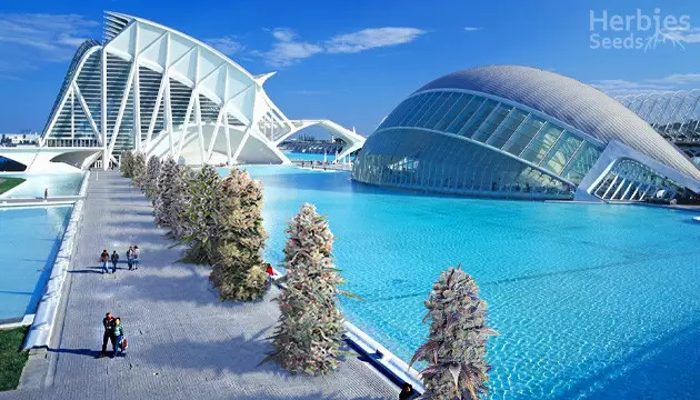 Las mejores semillas de marihuana para Valencia