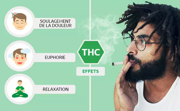 Liste des cannabinoïdes : les principaux composés