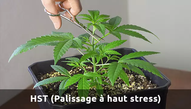low stress training autoflower