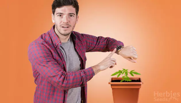 how to fix stunted growth in plants