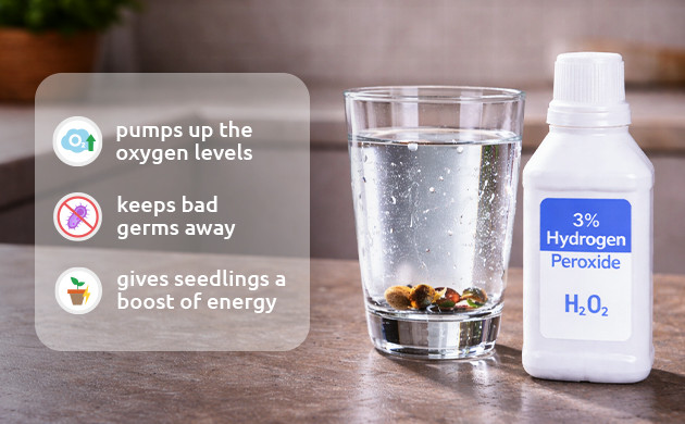 benefits of hydrogen peroxide for germinating seeds