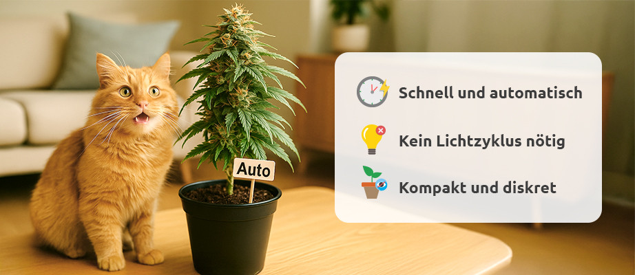 die vorteile von autoflowering hanfsamen