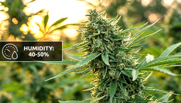 beste Luftfeuchtigkeit für Cannabis