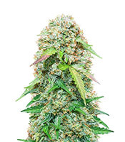 Jack Herer Auto (Seedstockers)