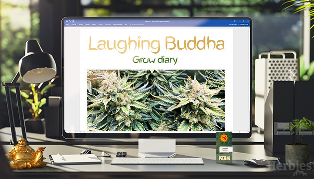 laughing buddha weed grow