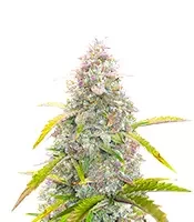 S.O.D.K Auto fem: sementes para venda, informações de cepas e avaliações de clientes S.O.D.K Auto (Mephisto Genetics)