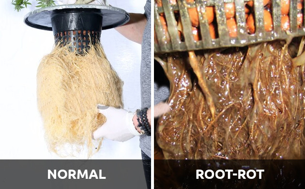 cannabis rooting hormone