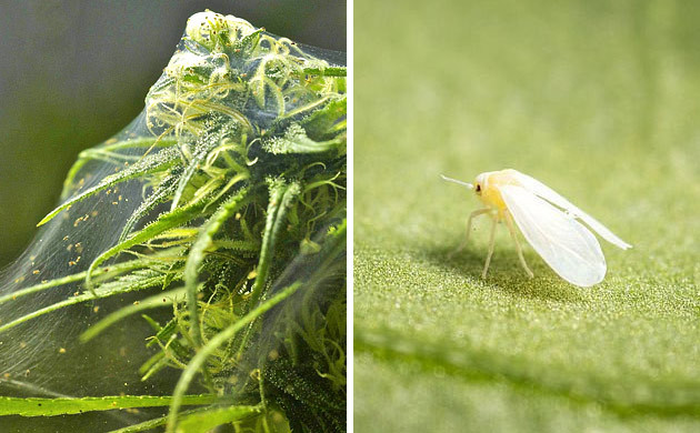 L'huile de Neem : Insectiside organique pour votre jardin