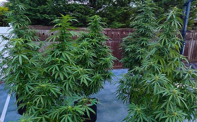 Grow Diary Grow diary hero