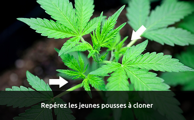Choisissez les clones à prendre peut-on cloner un clone